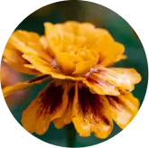 visiflora macular protection img 2