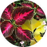 visiflora vision performance 1